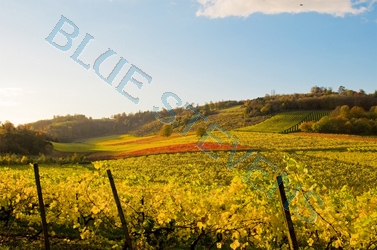 denbies vineyard looking north